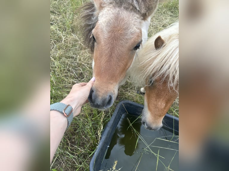 Mini Shetland Pony Stallion 1 year 8,3 hh Dun in Hechingen
