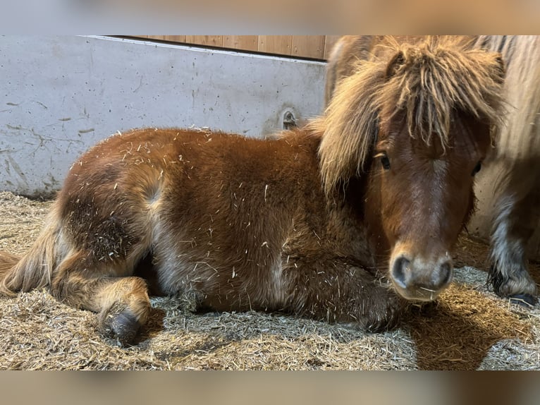 Mini Shetland Pony Stallion 1 year Chestnut-Red in Dellach