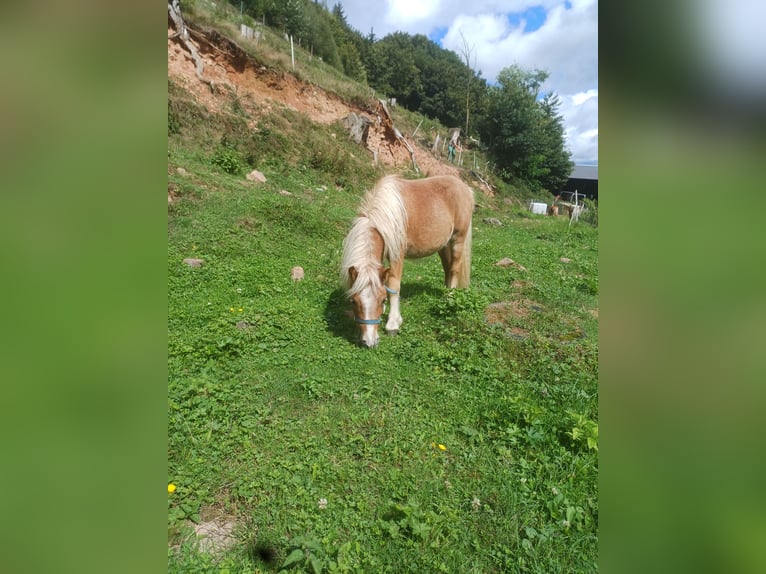 Mini Shetland Pony Stallion 1 year Chestnut-Red in Schuttertal