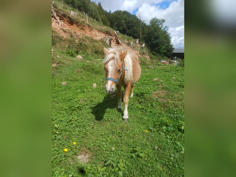Mini Shetland Pony Stallion 1 year Chestnut-Red in Schuttertal