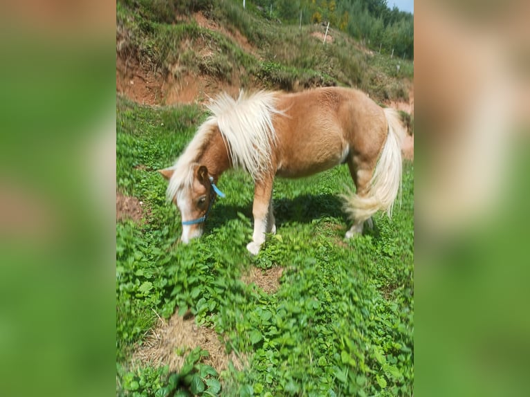 Mini Shetland Pony Stallion 1 year Chestnut-Red in Schuttertal