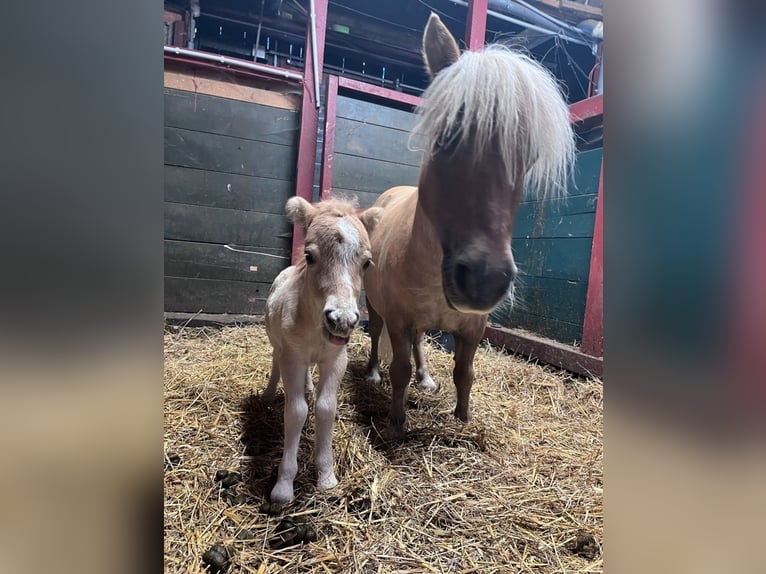 Mini Shetland Pony Stallion 1 year Chestnut-Red in Zella-Mehlis