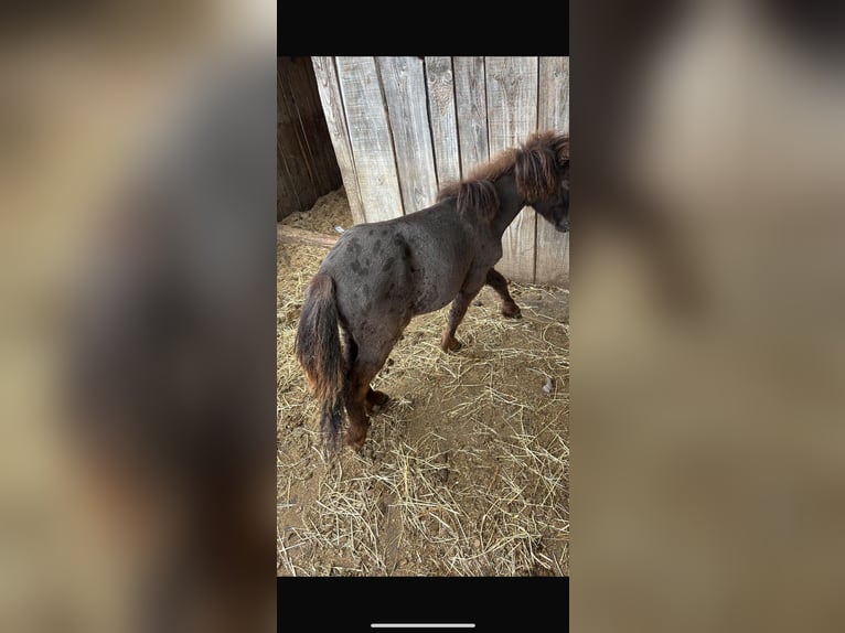 Mini Shetland Pony Stallion 1 year Leopard-Piebald in Steyregg