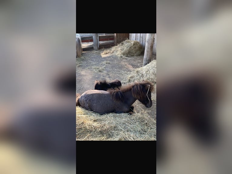 Mini Shetland Pony Stallion 1 year Leopard-Piebald in Steyregg
