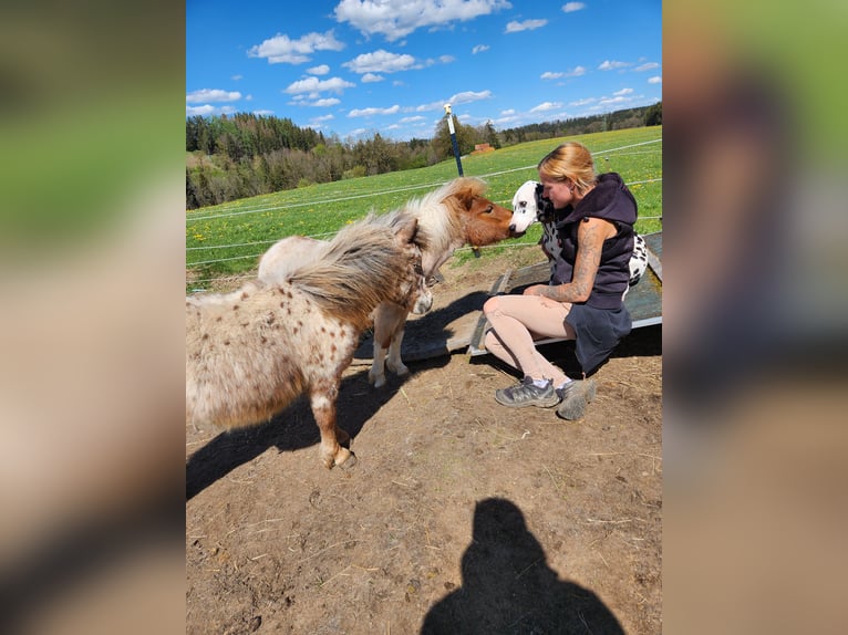 Mini Shetland Pony Stallion 1 year Leopard-Piebald in Kinsau