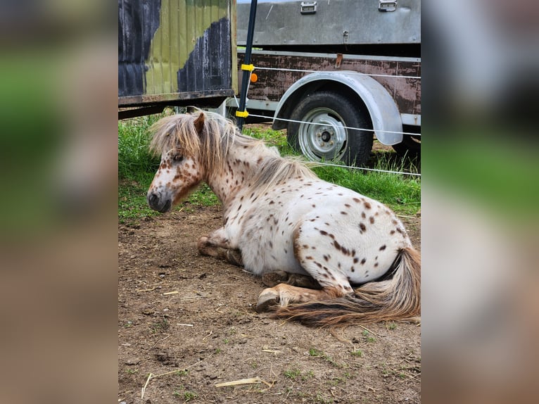 Mini Shetland Pony Stallion 1 year Leopard-Piebald in Kinsau