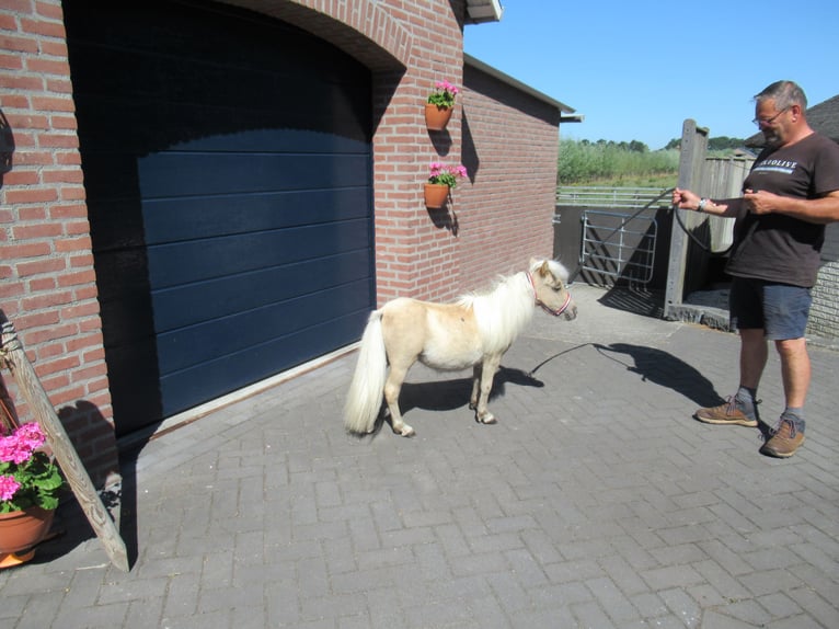 Mini Shetland Pony Stallion 1 year Palomino in NeerkantNeerkant