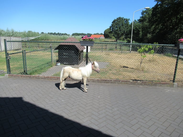 Mini Shetland Pony Stallion 1 year Palomino in NeerkantNeerkant