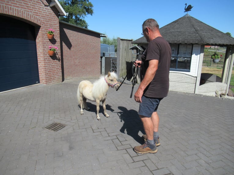 Mini Shetland Pony Stallion 1 year Palomino in NeerkantNeerkant