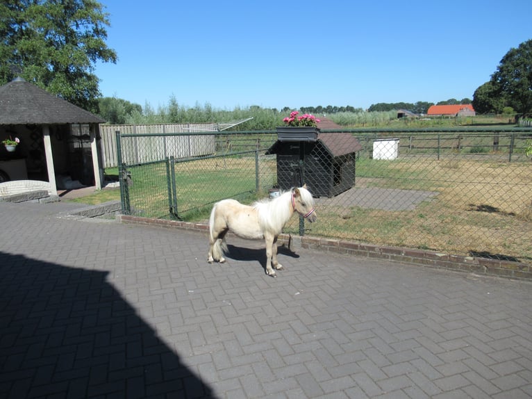 Mini Shetland Pony Stallion 1 year Palomino in NeerkantNeerkant