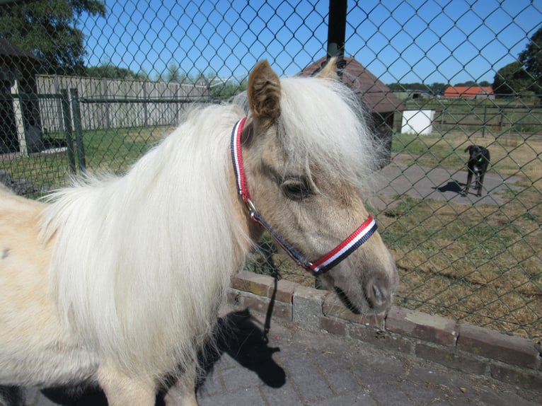 Mini Shetland Pony Stallion 1 year Palomino in NeerkantNeerkant