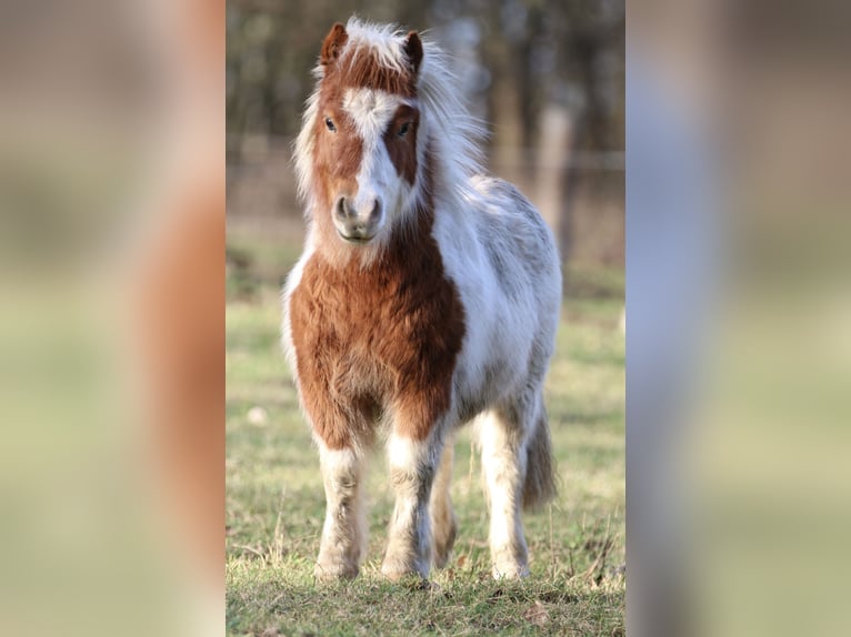 Mini Shetland Pony Stallion 2 years 6,3 hh Pinto in Lütten Klein