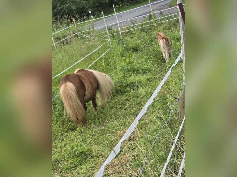 Mini Shetland Pony Stallion 2 years 6,1 hh Brown-Light in B&#xFC;hren