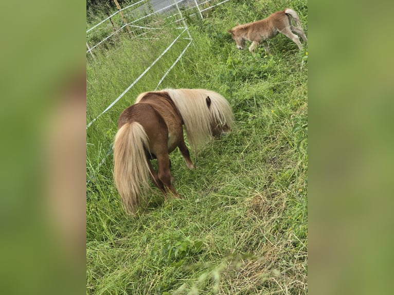 Mini Shetland Pony Stallion 2 years 6,1 hh Brown-Light in B&#xFC;hren
