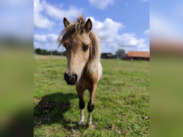 Mini Shetland Pony Stallion 2 years 6,2 hh Overo-all-colors in Ostbevern