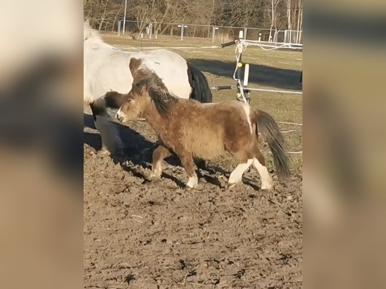 Mini Shetland Pony Stallion 2 years 7.1 hh  in Coswig