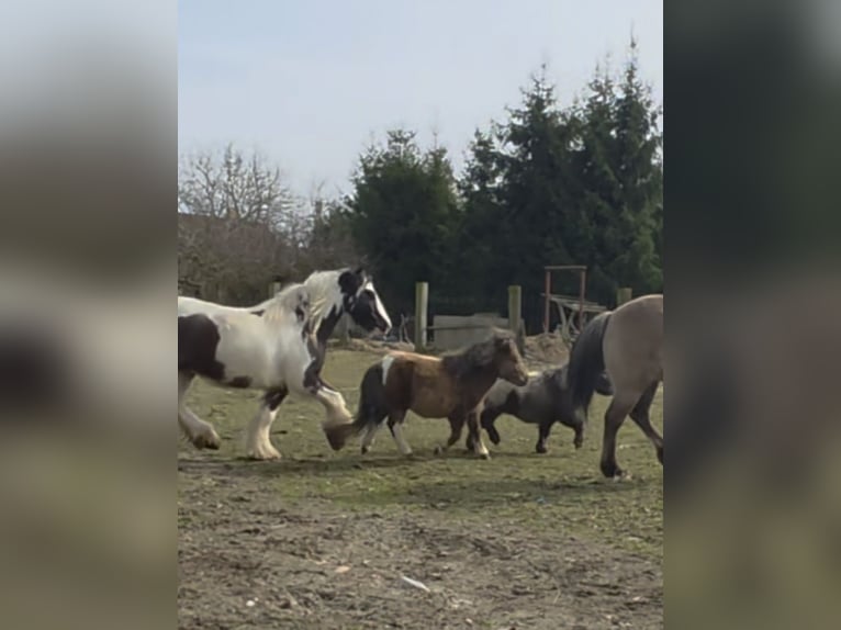 Mini Shetland Pony Stallion 2 years 7.1 hh  in Coswig