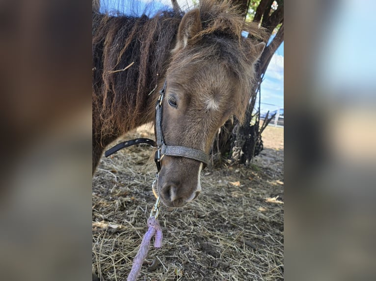 Mini Shetland Pony Stallion 2 years 7.1 hh  in Coswig