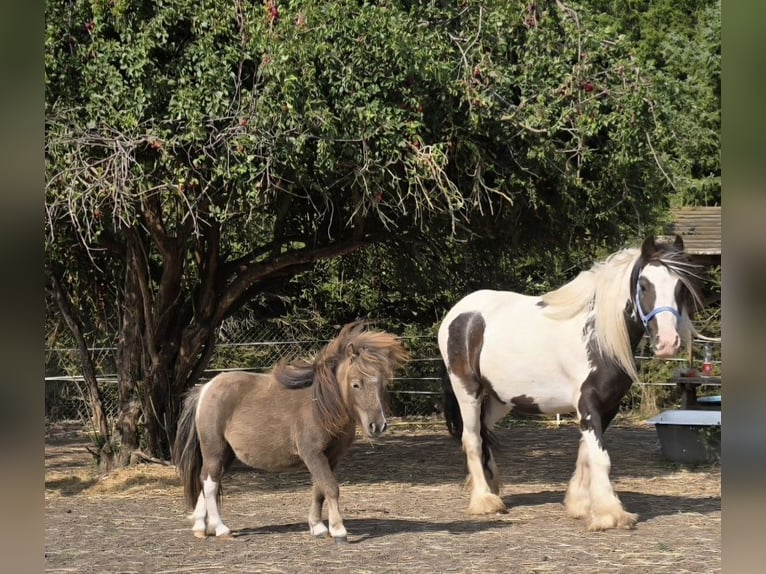 Mini Shetland Pony Stallion 2 years 7.2 hh  in Coswig