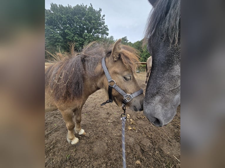 Mini Shetland Pony Stallion 2 years 7.2 hh  in Coswig