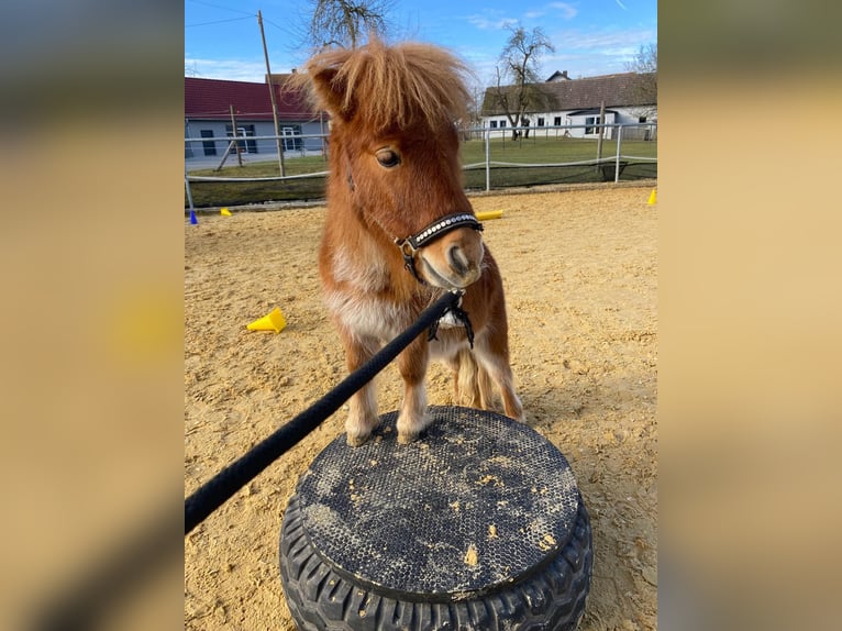 Mini Shetland Pony Stallion 2 years 7,2 hh Chestnut-Red in Schnelldorf