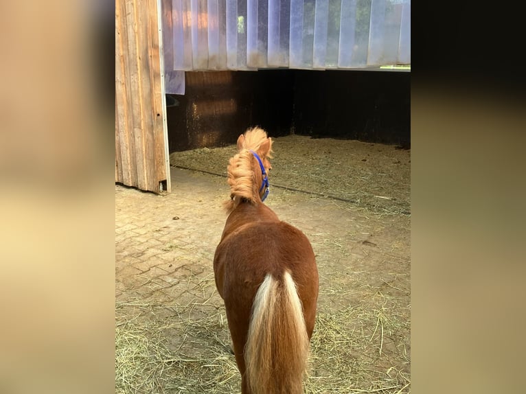 Mini Shetland Pony Stallion 2 years 7,2 hh Chestnut-Red in Schnelldorf