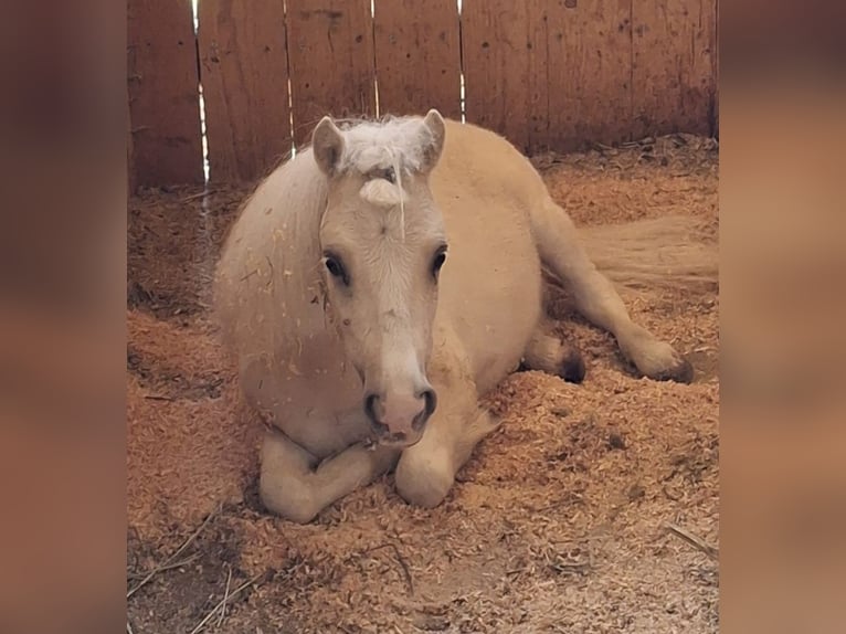 Mini Shetland Pony Stallion 2 years 7.3 hh Champagne in Thurmansbang