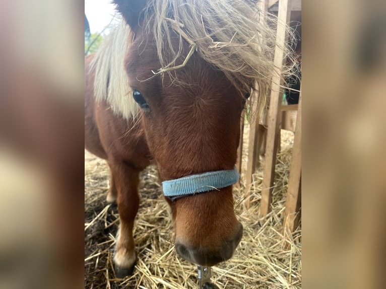 Mini Shetland Pony Stallion 2 years 7.3 hh Chestnut-Red in Uckerland