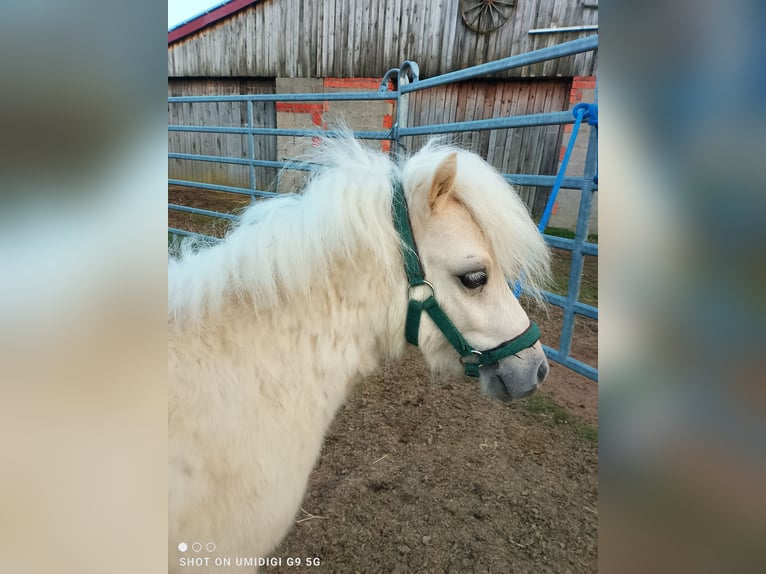 Mini Shetland Pony Stallion 2 years 7.3 hh Palomino in Unterschneidheim
