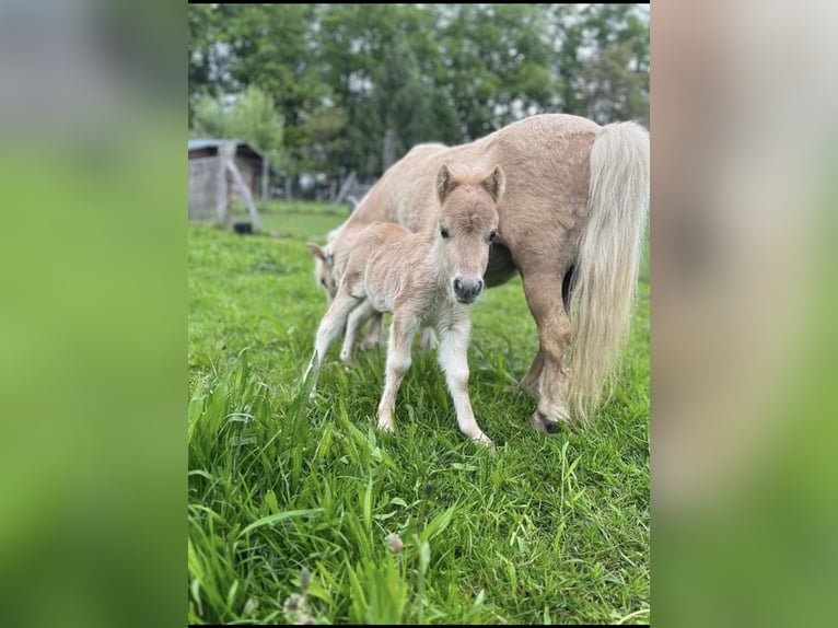 Mini Shetland Pony Stallion 2 years 7,3 hh Palomino in Rimbach