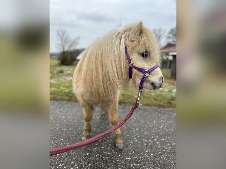 Mini Shetland Pony Stallion 2 years 7,3 hh Palomino in Rimbach