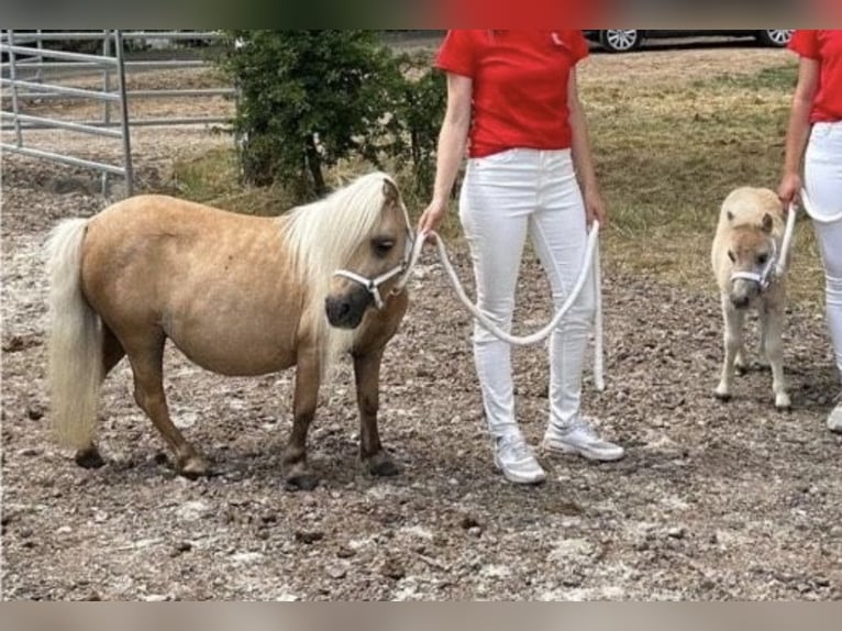 Mini Shetland Pony Stallion 2 years 7,3 hh Palomino in Rimbach