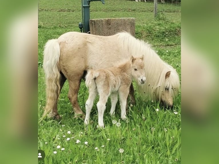 Mini Shetland Pony Stallion 2 years 7,3 hh Palomino in Rimbach