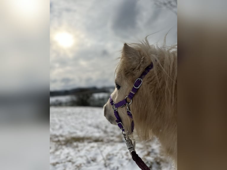 Mini Shetland Pony Stallion 2 years 7,3 hh Palomino in Rimbach