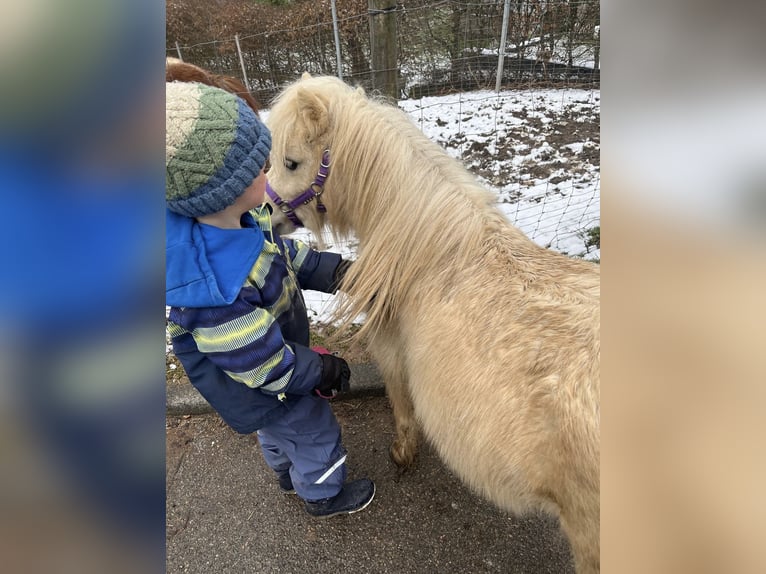 Mini Shetland Pony Stallion 2 years 7,3 hh Palomino in Rimbach