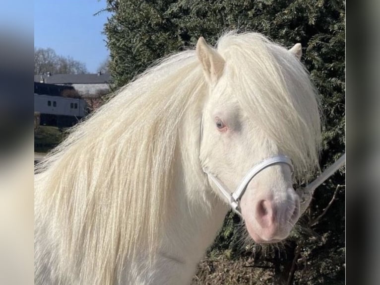 Mini Shetland Pony Stallion 2 years 7,3 hh Palomino in Rimbach