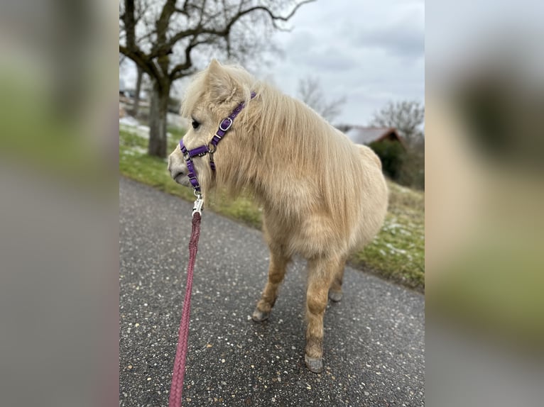 Mini Shetland Pony Stallion 2 years 7,3 hh Palomino in Rimbach