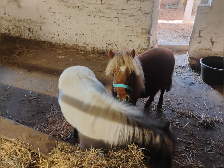 Mini Shetland Pony Stallion 2 years 7 hh Brown in Hohberg