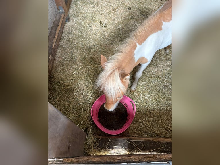Mini Shetland Pony Stallion 2 years 7,1 hh Pinto in Obertshausen