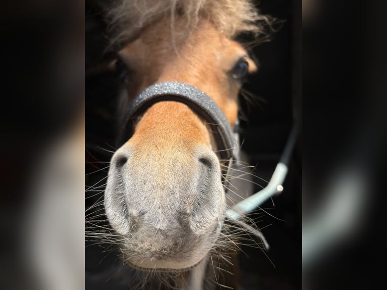 Mini Shetland Pony Stallion 2 years 7,1 hh Pinto in Obertshausen