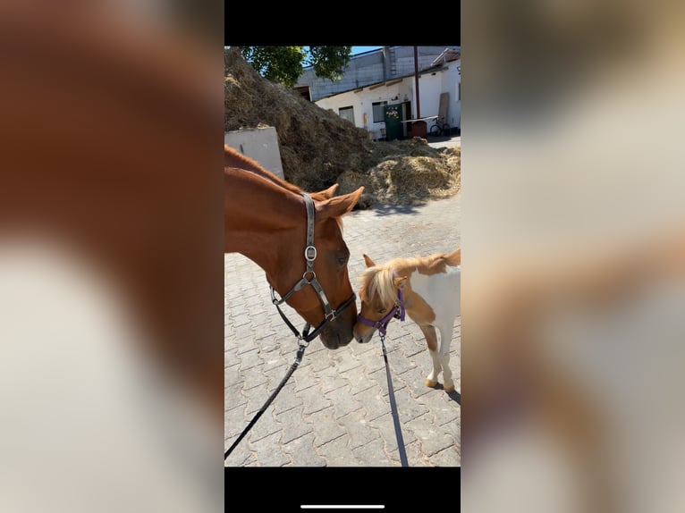 Mini Shetland Pony Stallion 2 years 7,1 hh Pinto in Obertshausen
