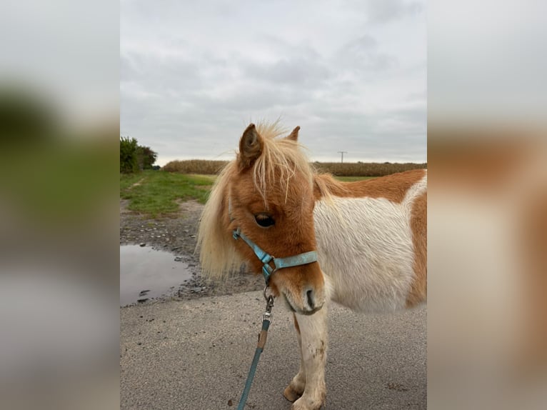 Mini Shetland Pony Stallion 2 years 7,1 hh Pinto in Obertshausen