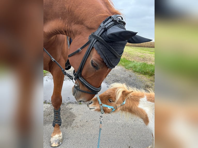 Mini Shetland Pony Stallion 2 years 7,1 hh Pinto in Obertshausen