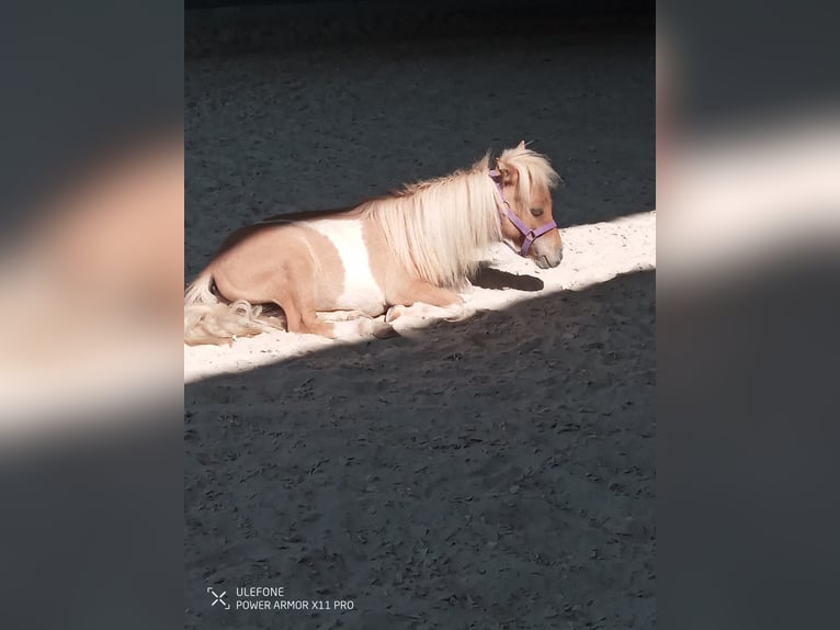 Mini Shetland Pony Stallion 2 years 7,1 hh Pinto in Obertshausen