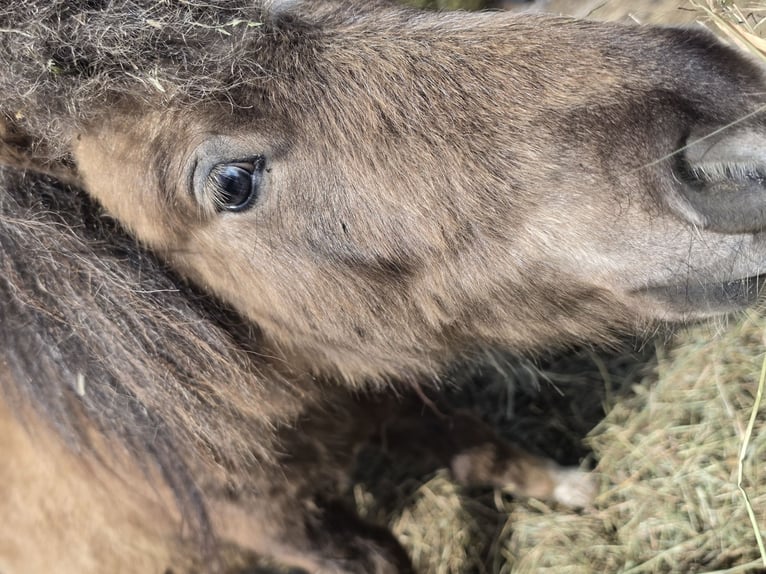 Mini Shetland Pony Stallion 2 years 7,2 hh  in Coswig