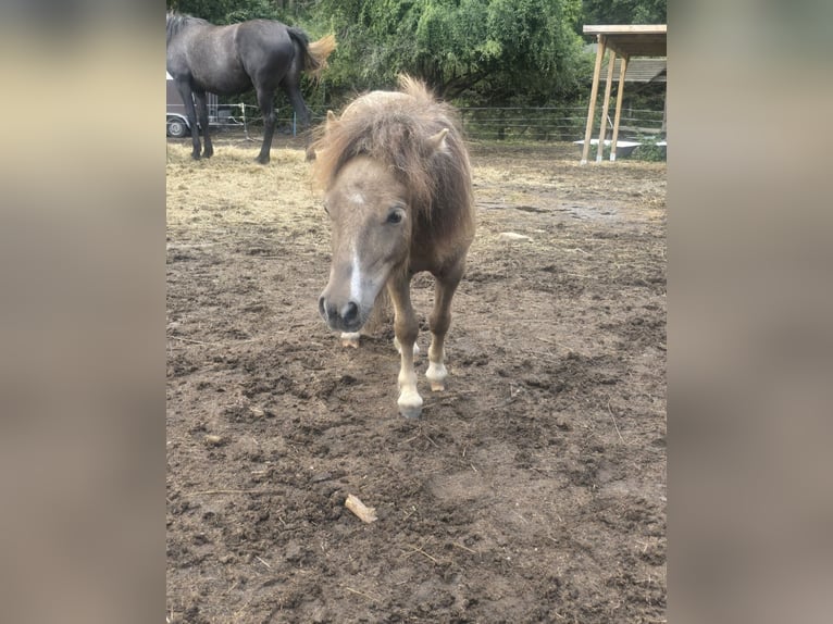 Mini Shetland Pony Stallion 2 years 7,2 hh  in Coswig