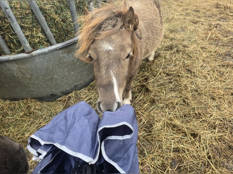 Mini Shetland Pony Stallion 2 years 7,2 hh  in Coswig