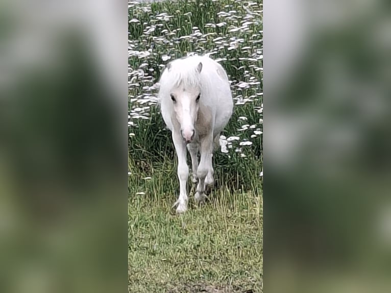Mini Shetland Pony Stallion 2 years 7,3 hh Champagne in Thurmansbang