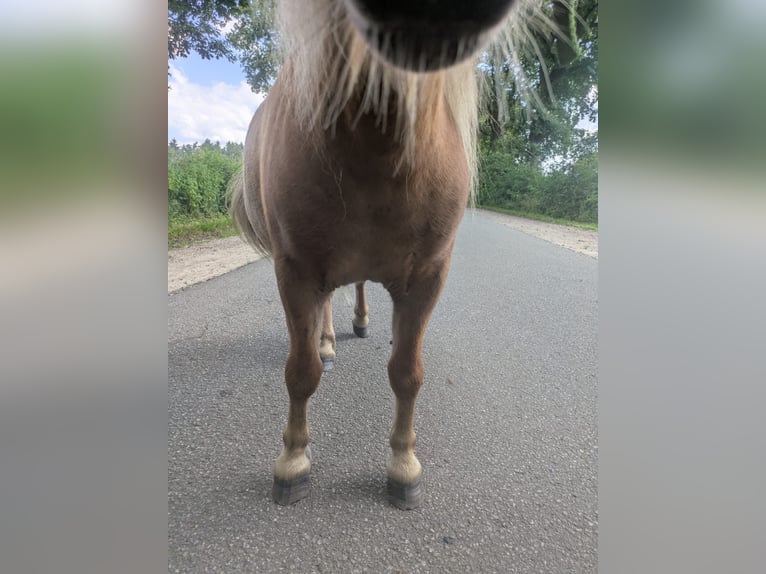 Mini Shetland Pony Stallion 2 years 7,3 hh Chestnut-Red in Norderstedt