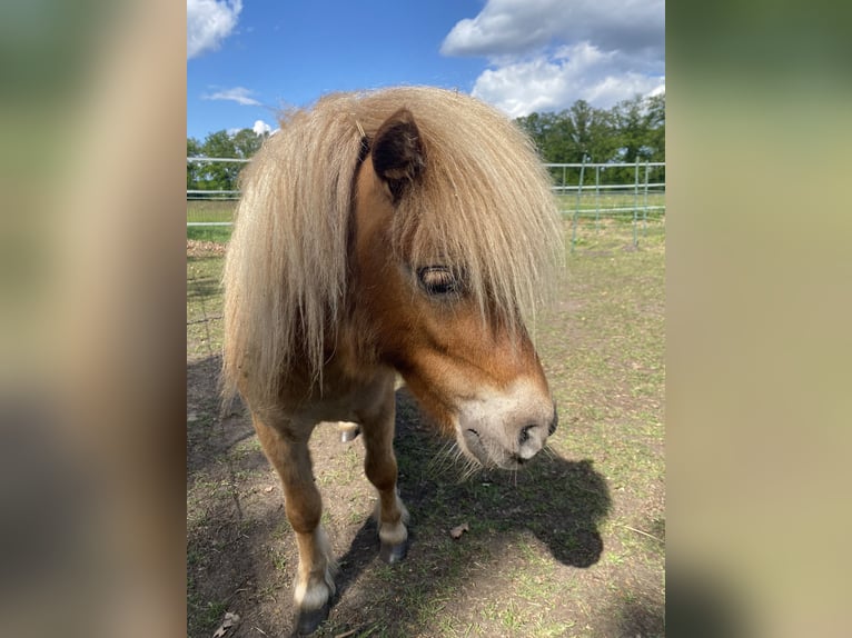 Mini Shetland Pony Stallion 2 years 7,3 hh Chestnut-Red in Norderstedt